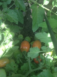 Red and Green Grape Tomatoes